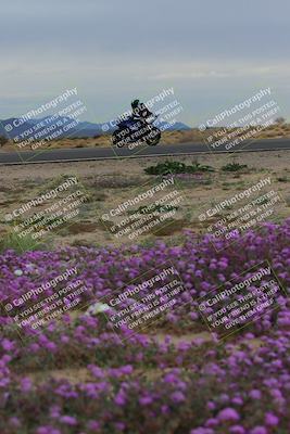 media/Jan-14-2023-SoCal Trackdays (Sat) [[497694156f]]/Turn 14 Exit Bloomig (145pm)/